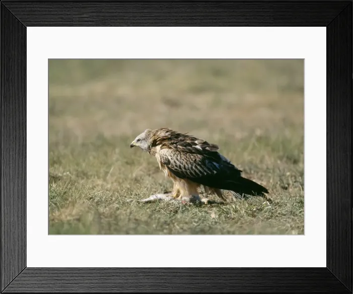 Framed Print : Picture No. 10785492 Framed Print : Picture No. 10785492