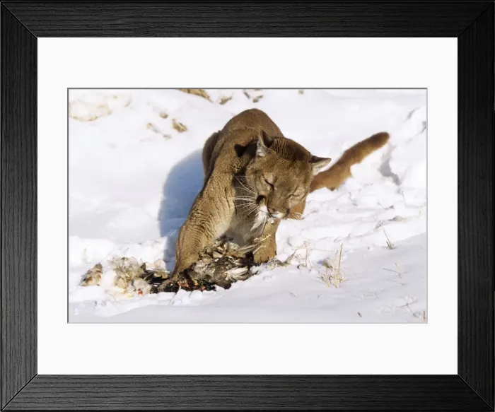 Framed Print : Picture No. 10785496 Framed Print : Picture No. 10785496