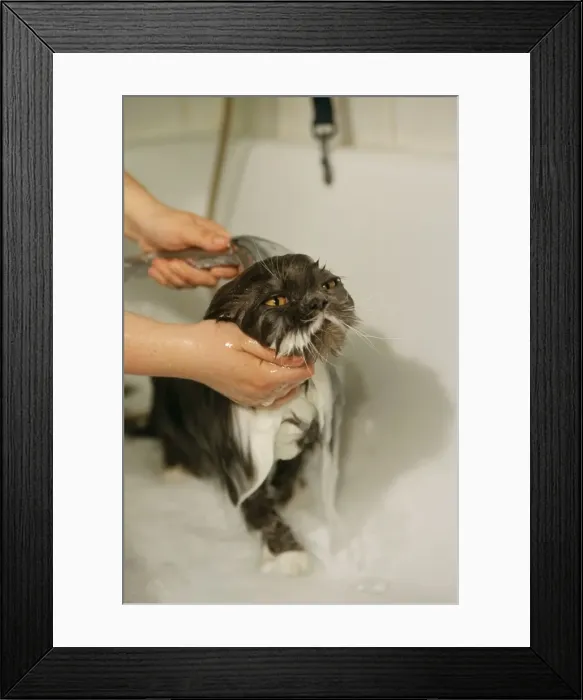 Framed Print : Picture No. 10785503 Framed Print : Picture No. 10785503