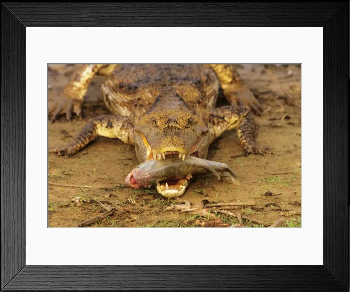 Framed Print : Picture No. 10785470 Framed Print : Picture No. 10785470