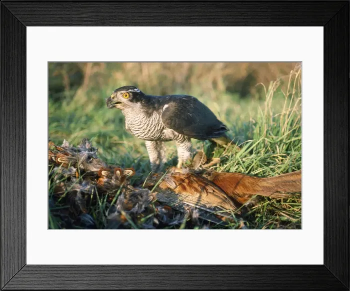 Framed Print : Picture No. 10785642 Framed Print : Picture No. 10785642