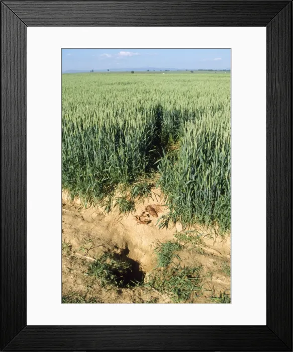 Framed Print : Picture No. 10785599