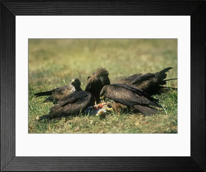 Framed Print : Picture No. 10785750 Framed Print : Picture No. 10785750