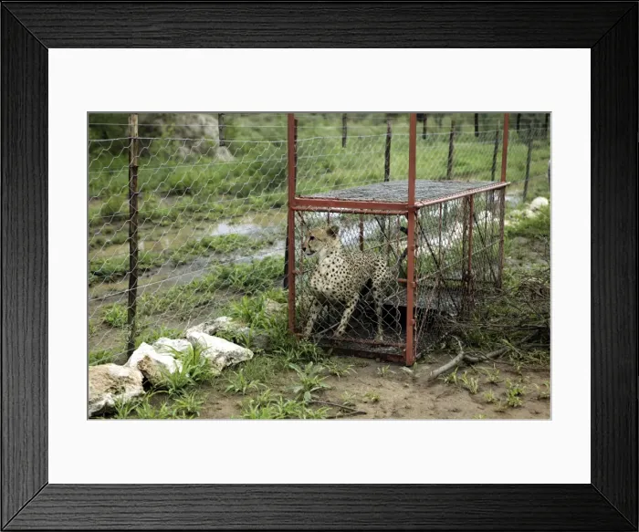 Framed Print : Picture No. 10785941 Framed Print : Picture No. 10785941