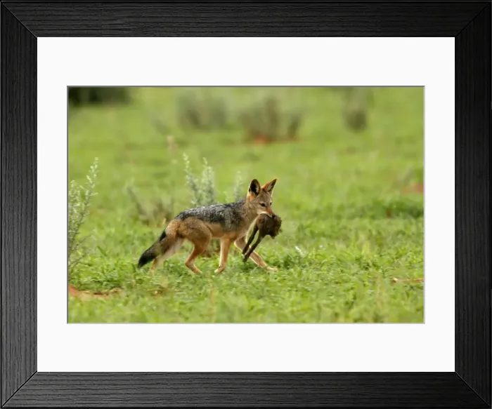 Framed Print : Picture No. 10786099 Framed Print : Picture No. 10786099