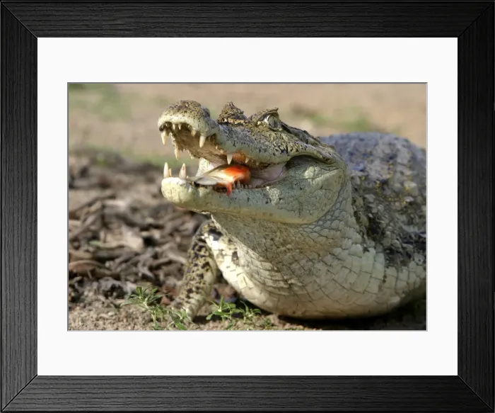 Framed Print : Picture No. 10786232 Framed Print : Picture No. 10786232