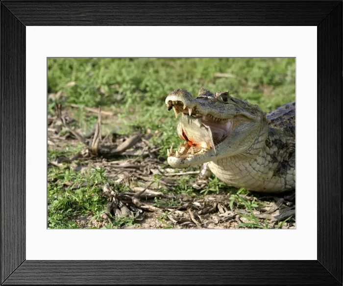 Framed Print : Picture No. 10786231 Framed Print : Picture No. 10786231