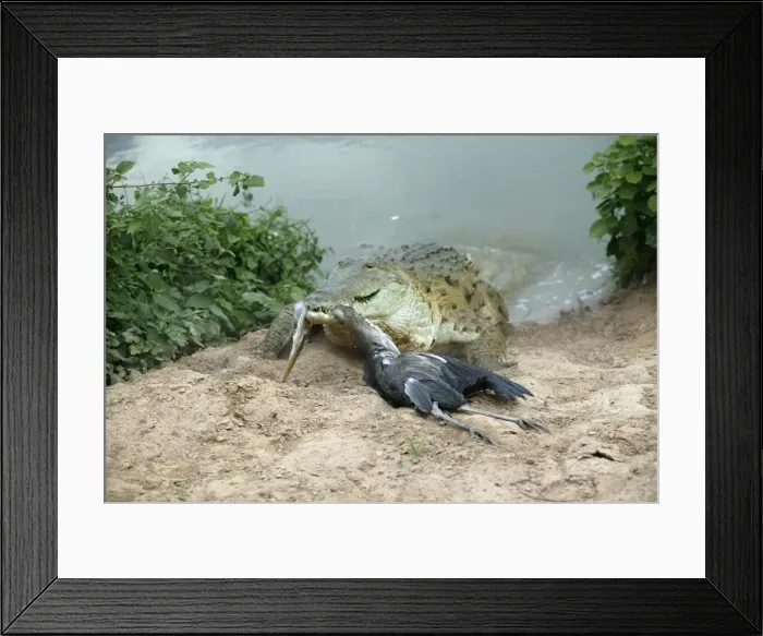 Framed Print : Picture No. 10786241 Framed Print : Picture No. 10786241