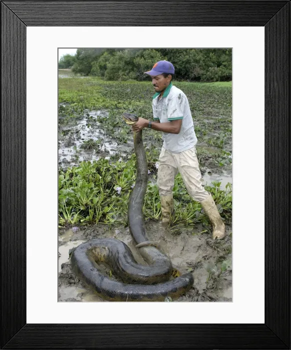 Framed Print : Picture No. 10786317 Framed Print : Picture No. 10786317