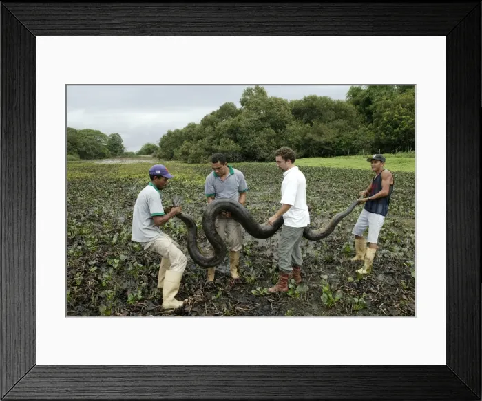 Framed Print : Picture No. 10786310 Framed Print : Picture No. 10786310