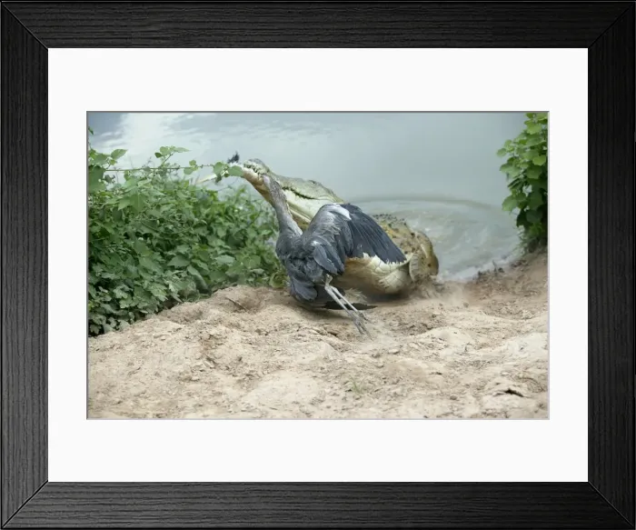 Framed Print : Picture No. 10786240 Framed Print : Picture No. 10786240