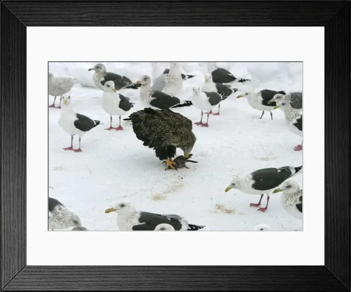 Framed Print : Picture No. 10786549 Framed Print : Picture No. 10786549