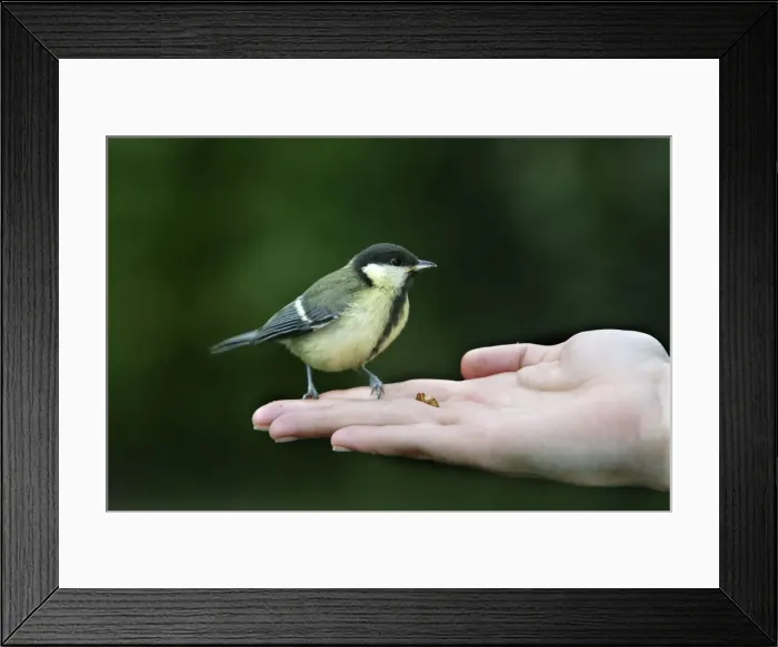 Framed Print : Picture No. 10786715 Framed Print : Picture No. 10786715