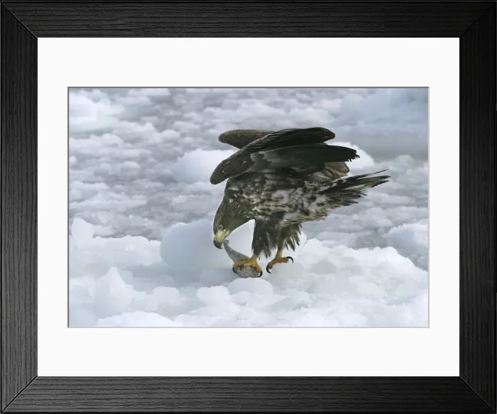 Framed Print : Picture No. 10786542 Framed Print : Picture No. 10786542