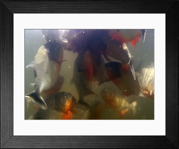 Framed Print : Picture No. 10786728 Framed Print : Picture No. 10786728