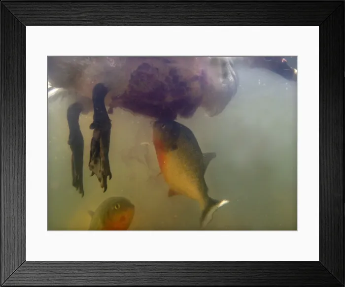 Framed Print : Picture No. 10786740 Framed Print : Picture No. 10786740