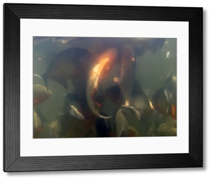 Framed Print : Picture No. 10786741 Framed Print : Picture No. 10786741