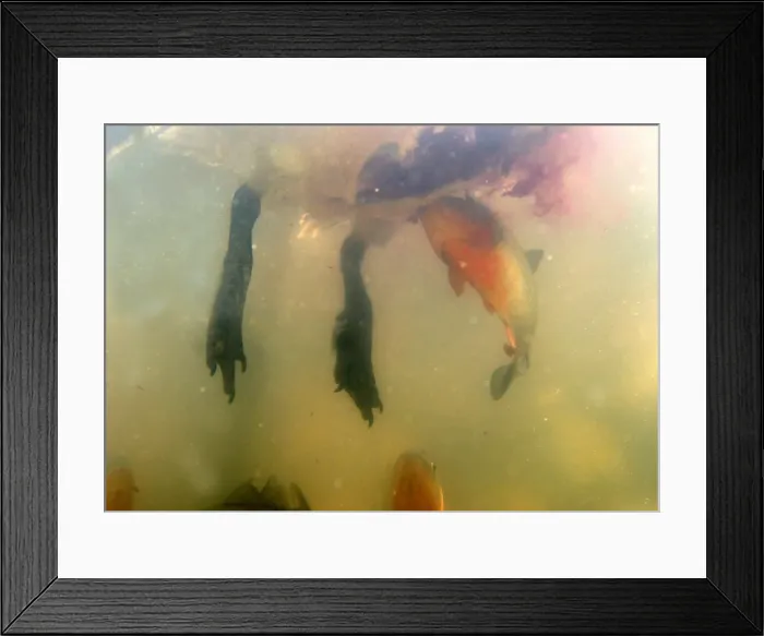 Framed Print : Picture No. 10786729 Framed Print : Picture No. 10786729