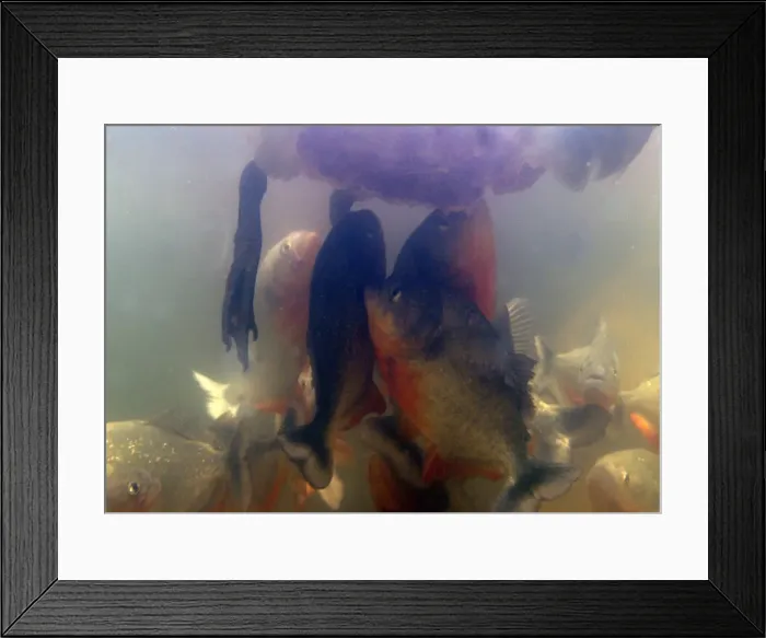 Framed Print : Picture No. 10786742