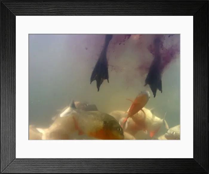 Framed Print : Picture No. 10786730 Framed Print : Picture No. 10786730