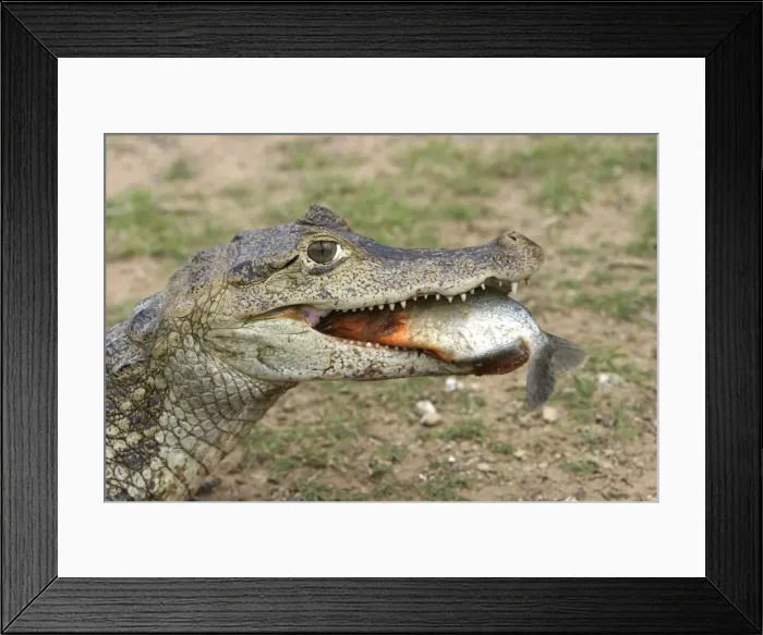 Framed Print : Picture No. 10786844 Framed Print : Picture No. 10786844