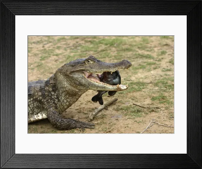 Framed Print : Picture No. 10786843 Framed Print : Picture No. 10786843