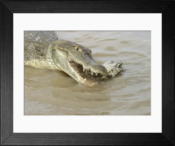 Framed Print : Picture No. 10786845 Framed Print : Picture No. 10786845