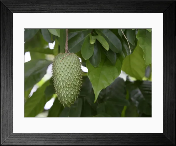 Framed Print : Picture No. 10786880 Framed Print : Picture No. 10786880