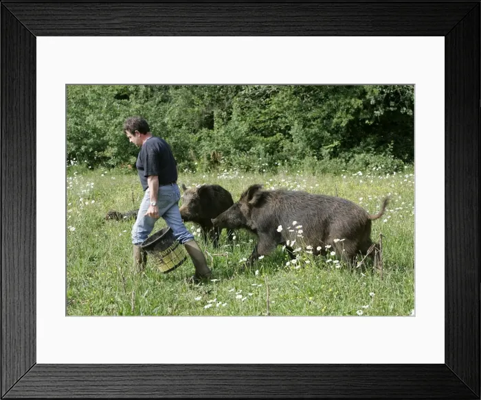 Framed Print : Picture No. 10786788