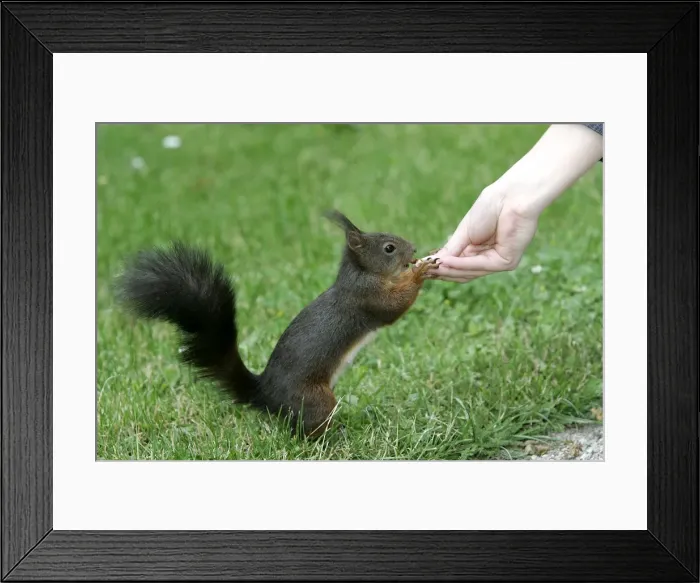 Framed Print : Picture No. 10786896 Framed Print : Picture No. 10786896