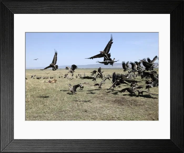 Framed Print : Picture No. 10786954 Framed Print : Picture No. 10786954