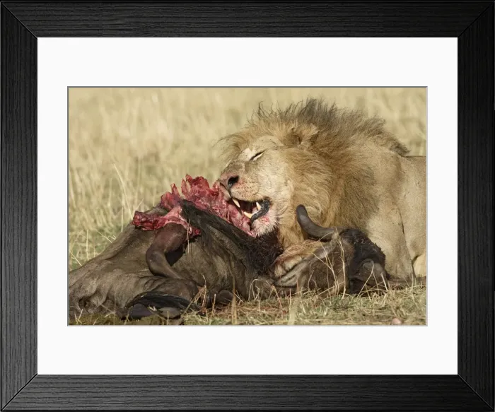 Framed Print : Picture No. 10786955 Framed Print : Picture No. 10786955