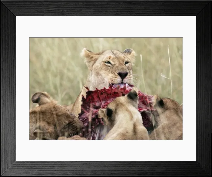 Framed Print : Picture No. 10786981 Framed Print : Picture No. 10786981