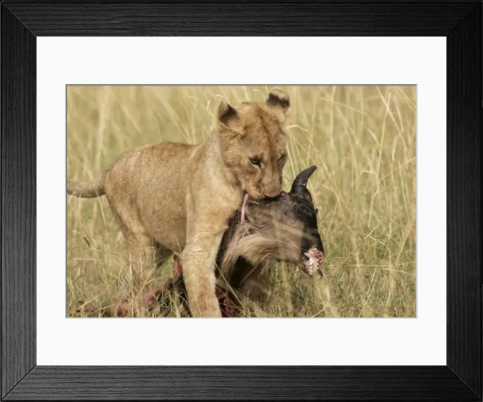 Framed Print : Picture No. 10786982 Framed Print : Picture No. 10786982