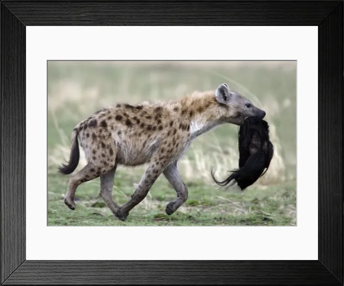 Framed Print : Picture No. 10787219 Framed Print : Picture No. 10787219