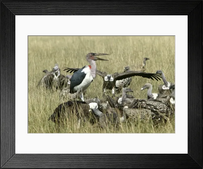 Framed Print : Picture No. 10787053 Framed Print : Picture No. 10787053