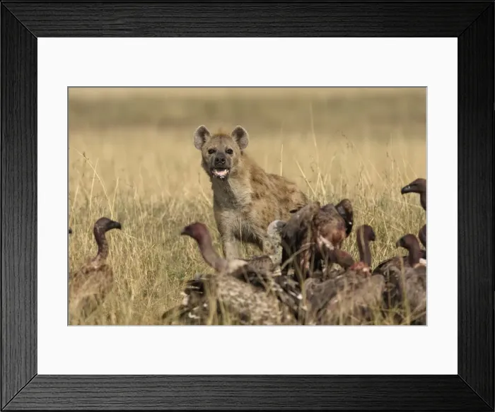 Framed Print : Picture No. 10787221 Framed Print : Picture No. 10787221