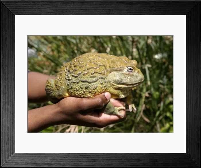 Framed Print : Picture No. 10787464 Framed Print : Picture No. 10787464