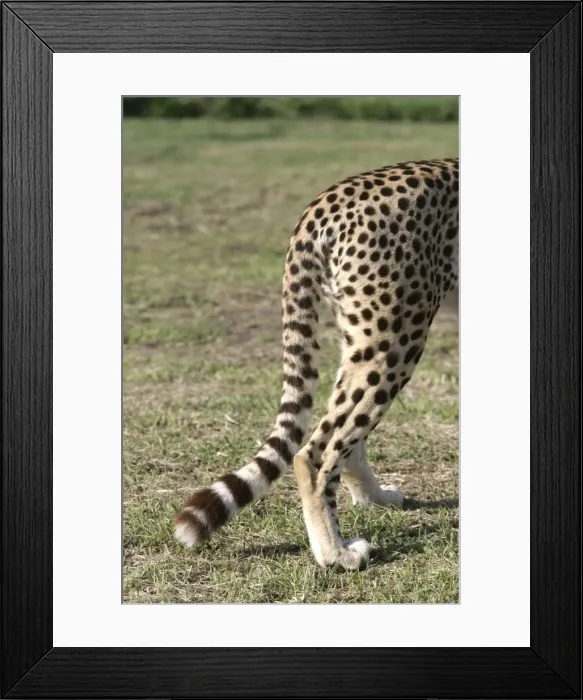 Framed Print : Picture No. 10787466