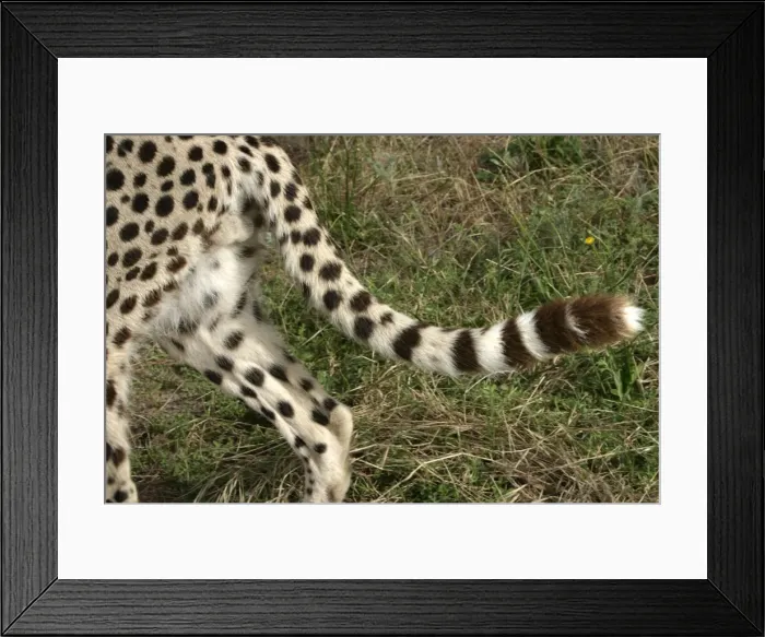 Framed Print : Picture No. 10787462 Framed Print : Picture No. 10787462