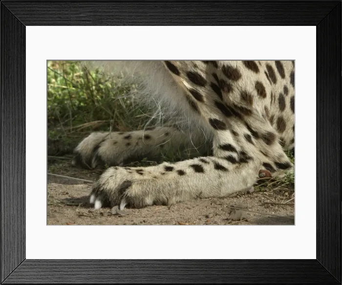 Framed Print : Picture No. 10787485 Framed Print : Picture No. 10787485