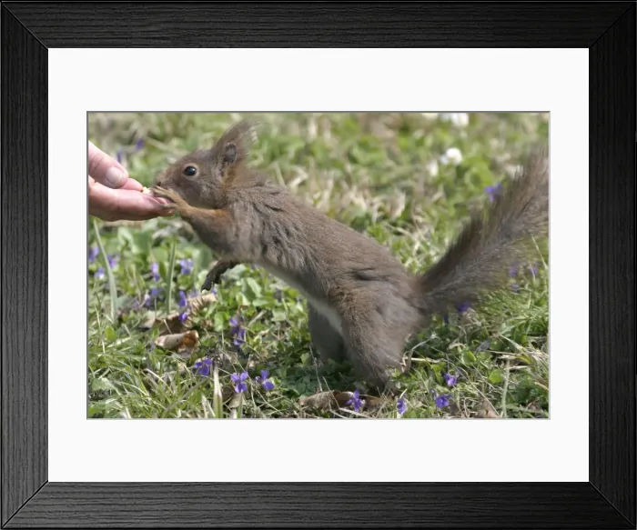 Framed Print : Picture No. 10787605 Framed Print : Picture No. 10787605