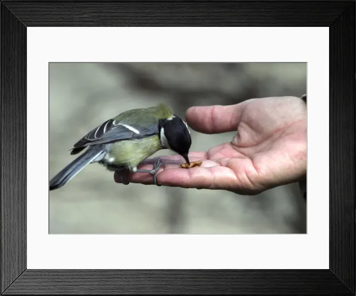 Framed Print : Picture No. 10787665 Framed Print : Picture No. 10787665