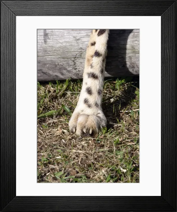 Framed Print : Picture No. 10787797 Framed Print : Picture No. 10787797