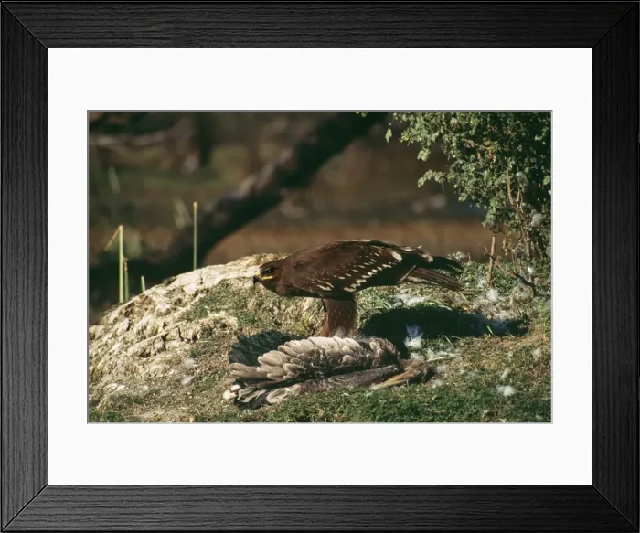 Framed Print : Picture No. 10788135 Framed Print : Picture No. 10788135
