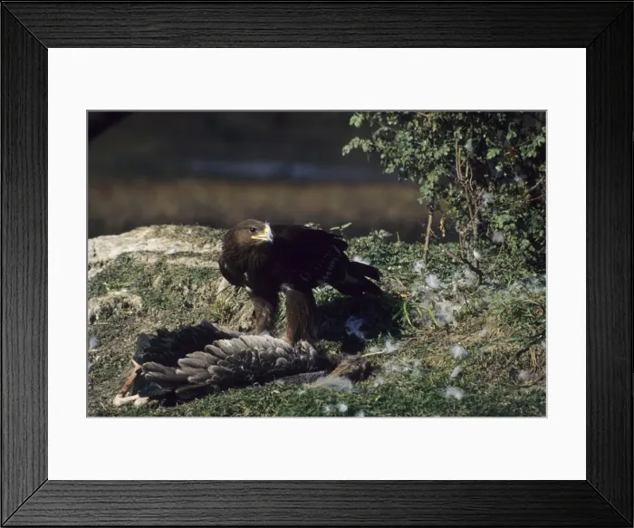 Framed Print : Picture No. 10788177 Framed Print : Picture No. 10788177