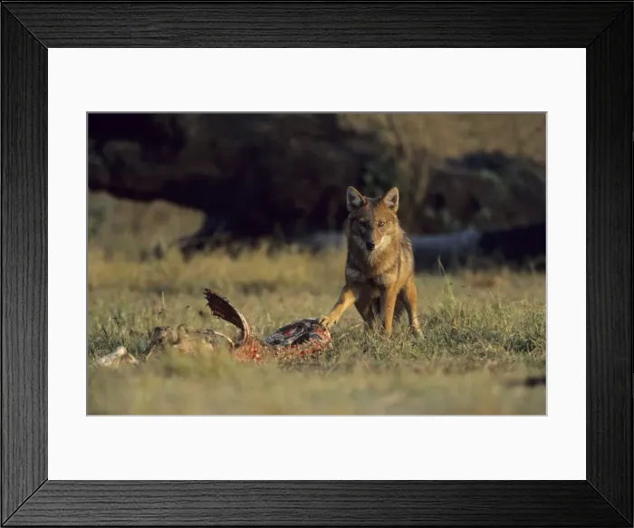 Framed Print : Picture No. 10788182 Framed Print : Picture No. 10788182