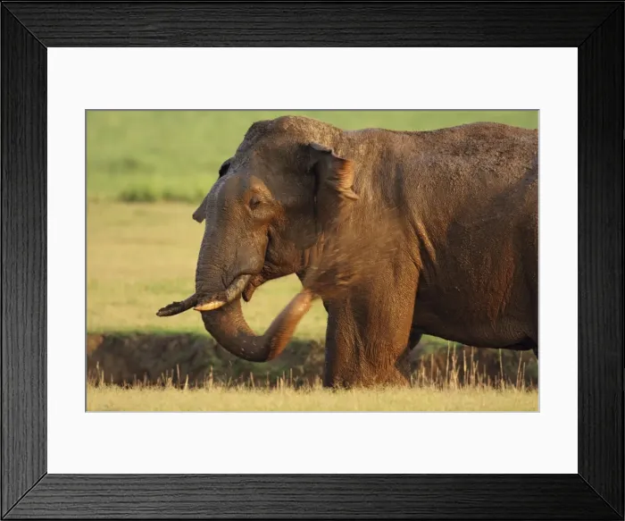 Framed Print : Picture No. 10788100 Framed Print : Picture No. 10788100