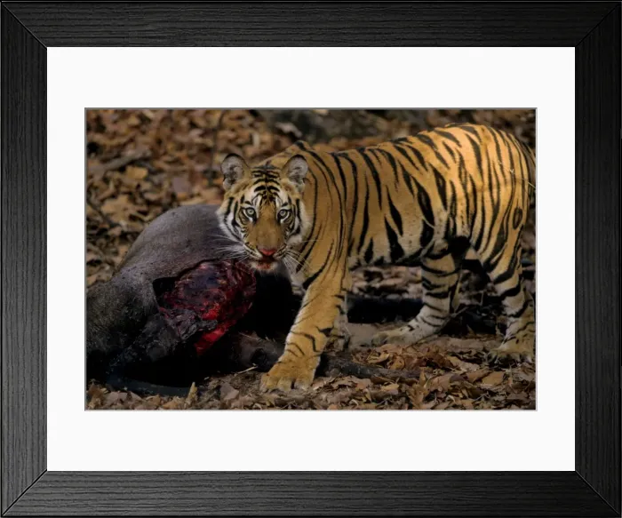 Framed Print : Picture No. 10788200 Framed Print : Picture No. 10788200