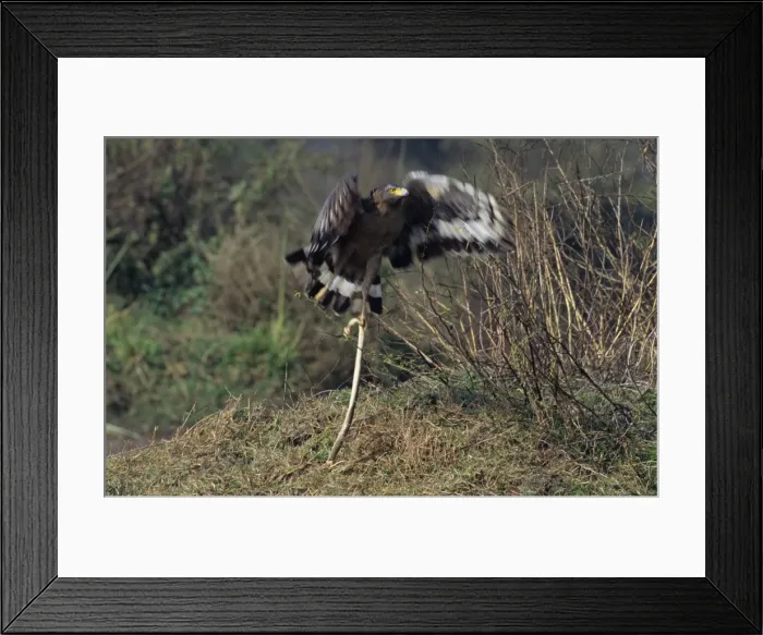 Framed Print : Picture No. 10788175 Framed Print : Picture No. 10788175